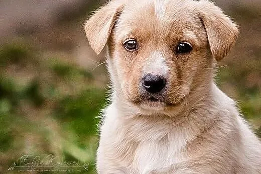 ERGOO - kochany 7 tyg. BISZKOPTOWY SZCZEPNIAK do adopcji,  mazowieckie Warszawa