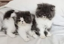 Piękne kocięta perskie do adopcji, prosimy o kontakt mailowy....{{nataliagrabowska887@gmail.com}}