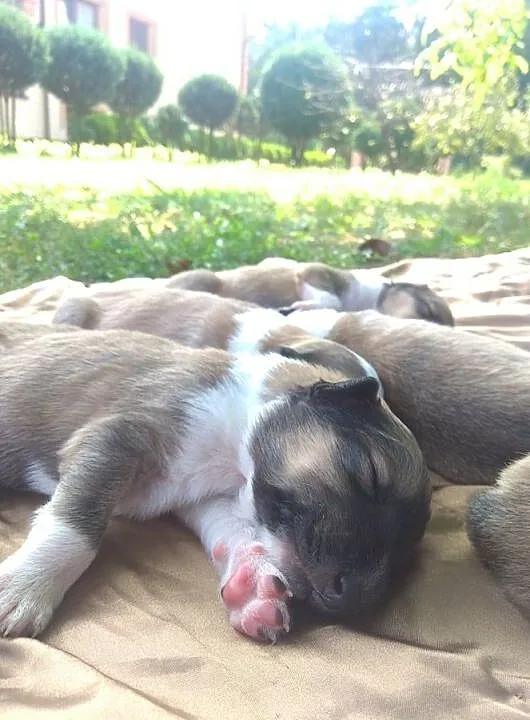 Szczeniaki owczarek szkocki collie, , Jeżowe