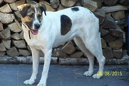 Diana  duża i mądra suka,  podlaskie Białystok