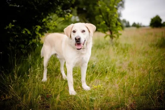 Kokos -przyjazny biszkoptowy labek szuka domu!  Kokos to kilkuletni psiak w typie labradora - maślan, , Warszawa