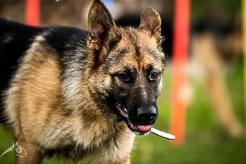 WŁADZIA do adopcji! pokochaj suczkę w typie owczar