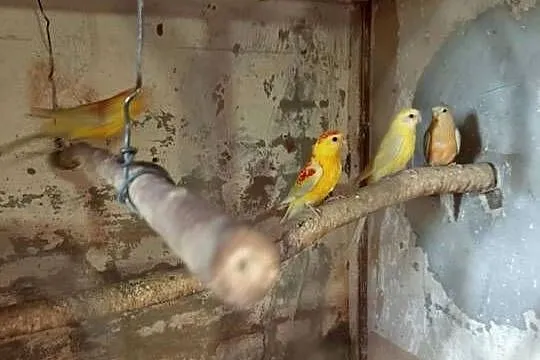 Papugi kolorowe, Kujawsko-pomorskie, Kwieciszewo