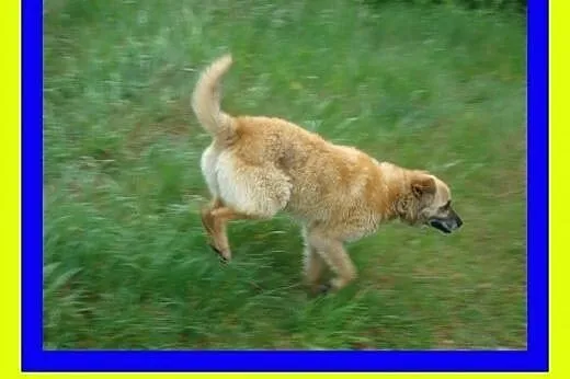 17kg,ma puszystą sierść,średnio ruchliwy,kocha spa
