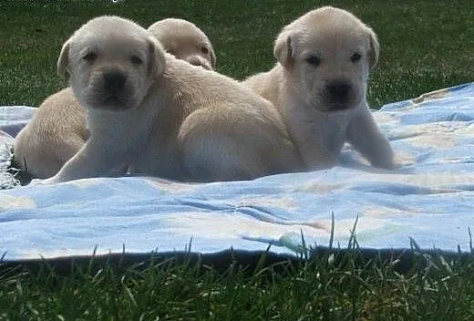 Labrador wybitne biszkoptowe szczenięta FCI, Labr