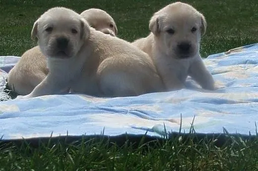 Labrador wybitne biszkoptowe szczenięta FCI,  Labr