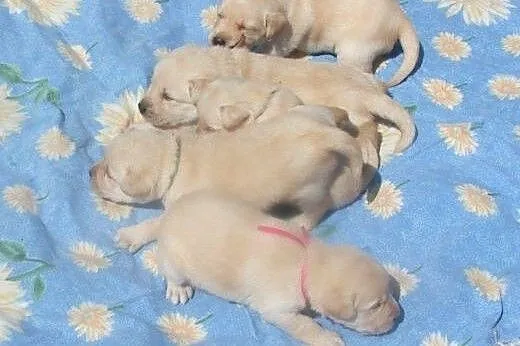 Labrador wybitne biszkoptowe szczenięta FCI,  Labr