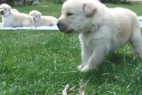 Labrador wybitne biszkoptowe szczenięta FCI,  Labr