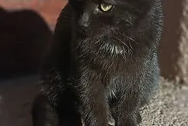 Oddam dwie śliczne czarne kotki , Nienadowa