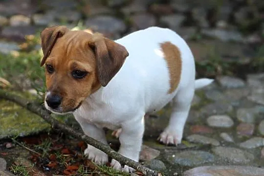Jack Russell Terrier krótkowłosy