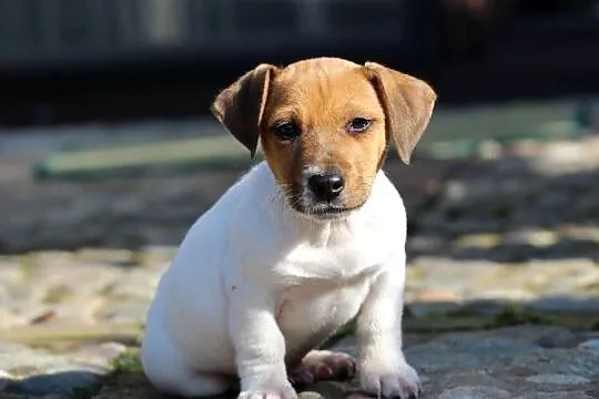 Jack Russell Terrier krótkowłosy, Małopolskie, Delastowice