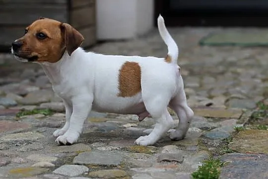Jack Russell Terrier krótkowłosy, Małopolskie, Delastowice