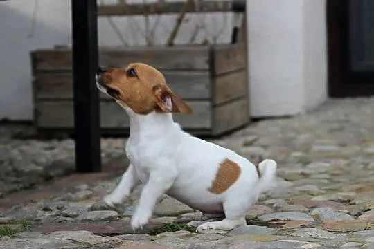 Jack Russell Terrier krótkowłosy, Małopolskie, Delastowice