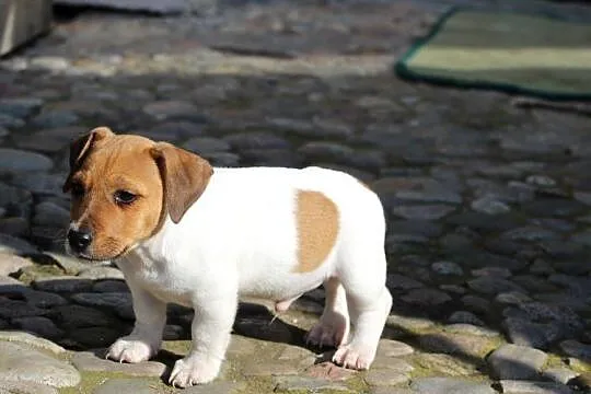 Jack Russell Terrier krótkowłosy, Małopolskie, Delastowice