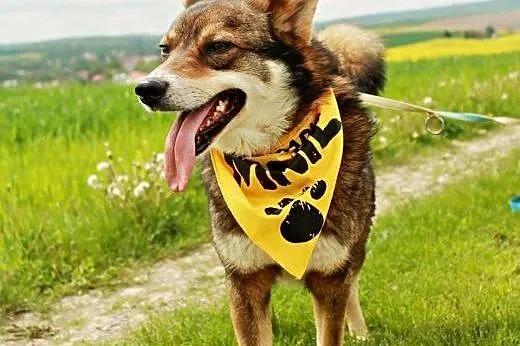 Fefel kochany, śliczny psiak.,  podkarpackie Przem