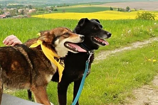 Fefel kochany, śliczny psiak.,  podkarpackie Przem