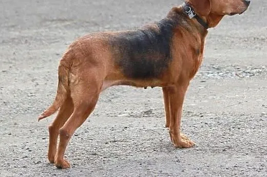 Aza czeka na kochającego Opiekuna,  małopolskie Kr