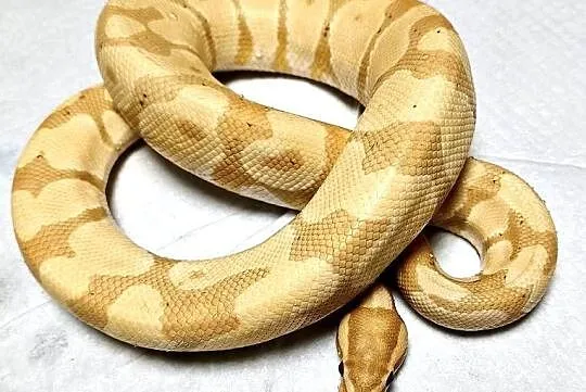 Pyton Królewski (Python Regius) Banana het. Clown  Samiec, Śląskie, Zabrze