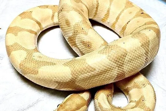 Pyton Królewski (Python Regius) Banana het. Clown  Samiec, Śląskie, Zabrze