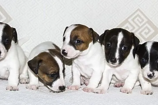 Jack Russell Terrier Szczenięta Szczecin