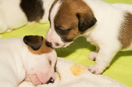 Jack Russell Terrier Szczenięta Szczecin