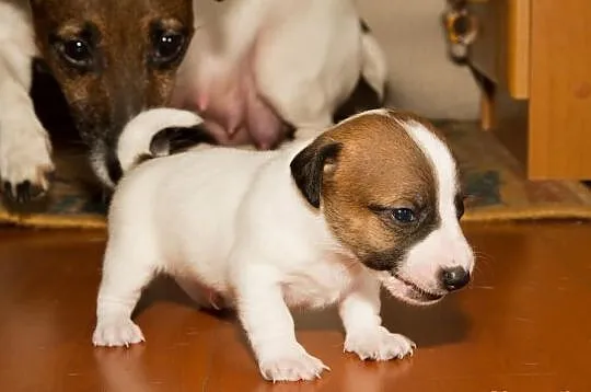 Jack Russell Terrier Szczenięta Szczecin