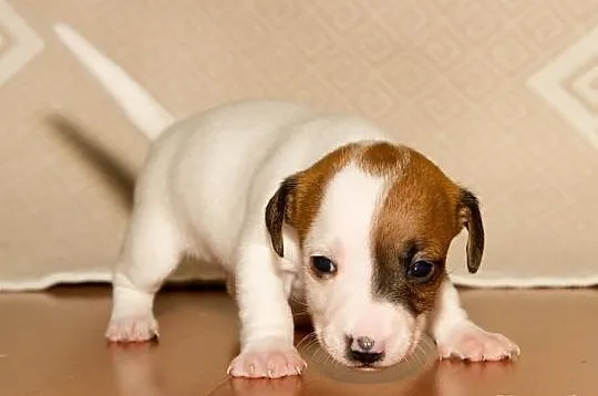 Jack Russell Terrier Szczenięta Szczecin