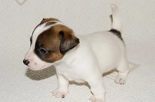 Jack Russell Terrier Szczenięta Szczecin