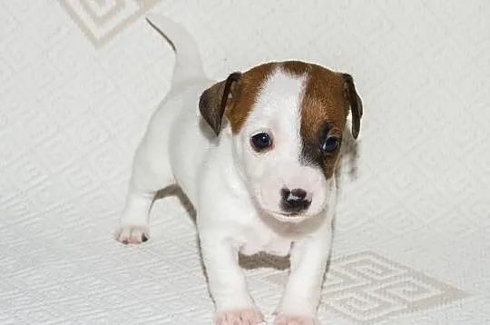 Jack Russell Terrier Szczenięta Szczecin