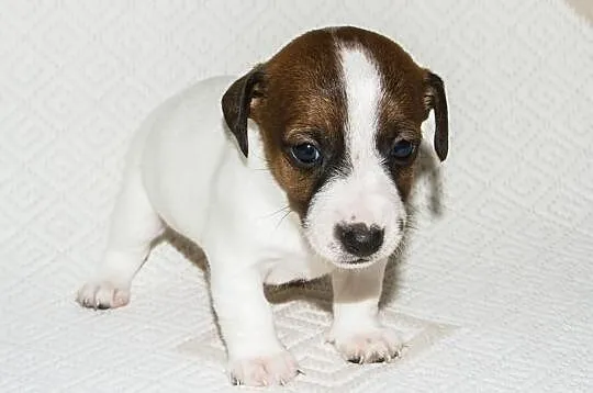Jack Russell Terrier Szczenięta Szczecin