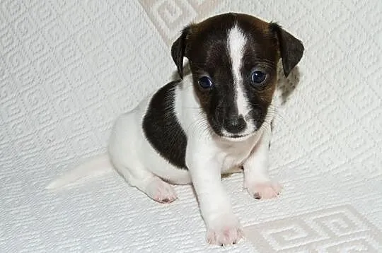 Jack Russell Terrier Szczenięta Szczecin