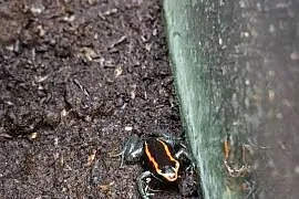 Liściołaz paskowany (Phyllobates vittatus)