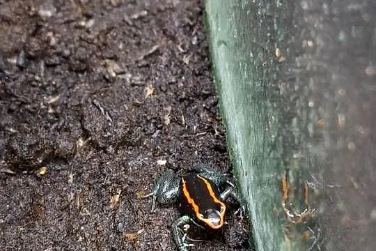 Liściołaz paskowany (Phyllobates vittatus)