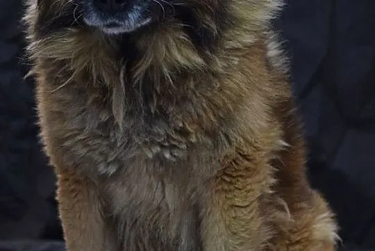 Puszek w typie KAUKAZA czeka na wymarzony domek ju