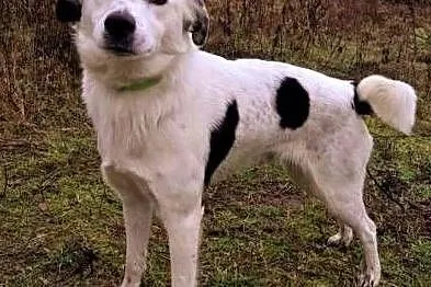 ŁACIO - kochany, łagodny psiak nie odnajduje się w schronisku, PILNA ADOPCJA,