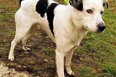 ŁACIO - kochany, łagodny psiak nie odnajduje się w schronisku, PILNA ADOPCJA,, Łódzkie, Łódź
