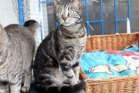 Kontaktowa piękna kotka Shabi,  dolnośląskie Wrocł