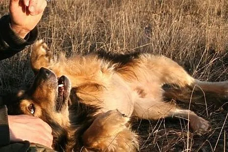 Koniak- Kondziu super pies dla super człowieka szu