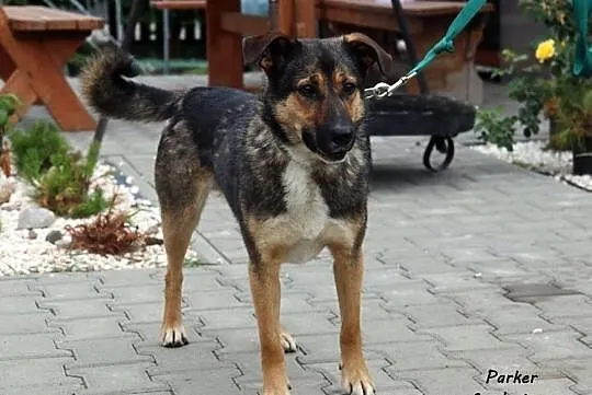 Parker - wesoły i przyjazny psiak szuka domu!, Mazowieckie, Nowy Dwór Mazowiecki