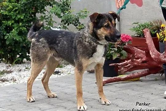 Parker - wesoły i przyjazny psiak szuka domu!, Mazowieckie, Nowy Dwór Mazowiecki