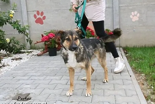 Parker - wesoły i przyjazny psiak szuka domu!, Mazowieckie, Nowy Dwór Mazowiecki