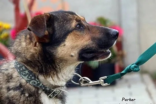 Parker - wesoły i przyjazny psiak szuka domu!, Mazowieckie, Nowy Dwór Mazowiecki