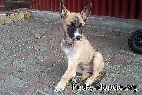 JOHNY- kochany szczeniak mix husky i owczarka do a