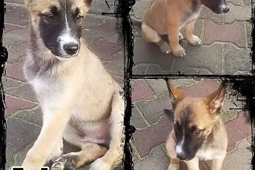 JOHNY- kochany szczeniak mix husky i owczarka do a