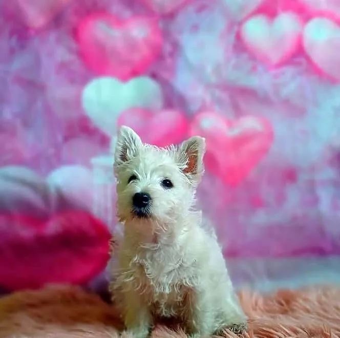 West Highland White Terrier, Pomorskie, Chojnice