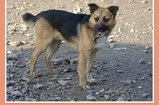 Średni 15 kg psiak EMO, przyjazny, kontaktowy,łago
