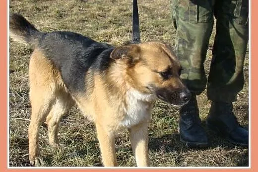 Średni 15 kg psiak EMO, przyjazny, kontaktowy,łago