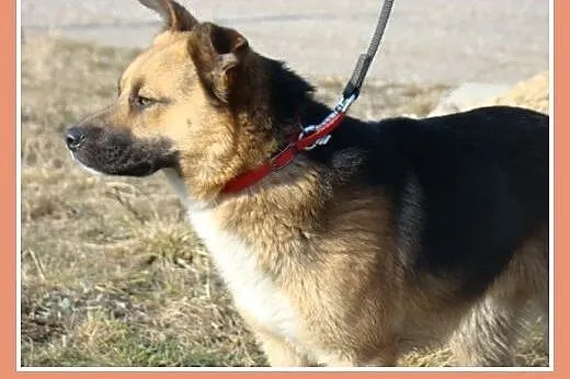 Średni 15 kg psiak EMO, przyjazny, kontaktowy,łago