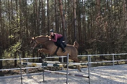Sprzedam konia profesora!, , Tomaszów