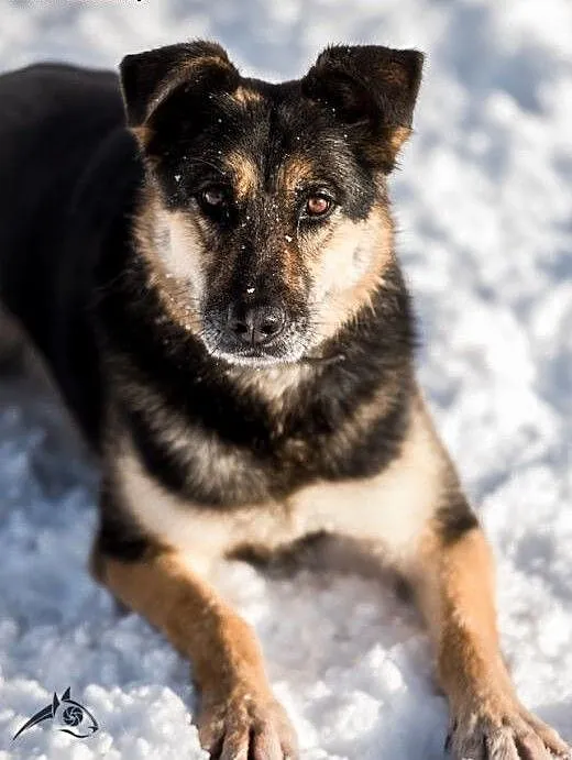 Leo - młody, zdrowy, do adopcji gotowy:) , śląski